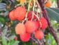 Preview: Arbutus unedo Compacta