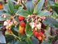 Preview: Arbutus unedo Compacta