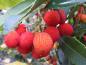 Preview: Arbutus unedo Compacta
