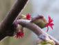 Preview: Haselnuss - weibliche Blüte im Winter