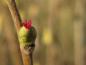 Preview: Haselnuss - weibliche Blüte im Januar