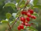 Preview: Früchte von Elaeagnus multiflora Russische Ernte