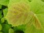 Preview: Blatt der Corylus avellane Aurea