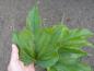 Preview: Morus bombycis  bildet aber auch stark gelappte Blätter
