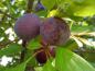 Preview: Die Vaaler Primitivpflaume - Früchte mit blauschwarzer, leicht bereifter Schale