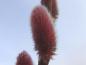 Preview: Rosa Kätzchen der Salix chaenomeloides Mount Aso