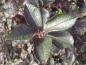 Preview: Prunus padus Bicolor