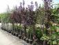Preview: Prunus padus Bicolor