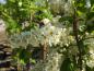 Preview: Prunus padus Bicolor