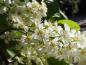 Preview: Prunus padus Bicolor