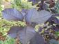 Preview: Prunus padus Bicolor