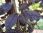 Preview: Prunus padus Bicolor