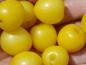 Preview: Gelbe Mirabellen, auch als Gelbe Kirschpflaume bekannt