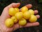 Preview: Früchte der Gelben Mirabelle, aufgenommen Anfang August