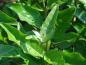 Preview: Blätter von Elaeagnus umbellatus Red Cascade