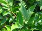 Preview: Laub von Elaeagnus umbellatus Red Cascade
