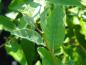 Preview: Blätter von Elaeagnus umbellatus Red Cascade