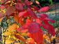 Preview: Leuchtend rote Herbstfarben des Perückenstrauchs Grace