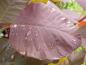 Preview: Dunkelrotes Blatt von Cotinus dummeri Grace nach dem Regen