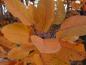 Preview: Prächtiges oranges Herbstlaub bei Cotinus dummeri Grace