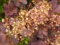 Preview: Zartrosa Blüte des Perückenstrauchs Grace