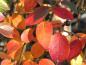 Preview: Herbstlaub bei Cotoneaster acutifolius