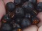 Preview: Früchte von Cotoneaster acutifolius