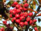 Preview: Früchte von Cotoneasetr bullatus (Anfang November)