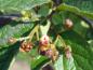 Preview: Eine unscheinbare Blüte entwickelt der Amselbrotbaum