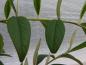Preview: Cotoneaster watereri Rothschildianus
