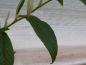 Preview: Cotoneaster watereri Rothschildianus