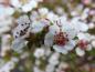 Preview: Mispel Decorus - kleine weiße Blüten
