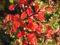 Preview: Das immergrüne Laub des Cotoneaster conspicuus Decorus verfärbt sich im Herbst leuchtend rot.