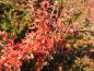 Preview: Rotes Herbstlaub der Mispel Decorus
