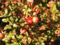 Preview: Cotoneaster conspicuus Decorus - rote Früchte