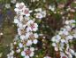 Preview: Cotoneaster conspicuus Decorus - ein weißes Blütenmeer im Mai