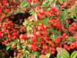 Preview: Roter Fruchtschmuck - Cotoneaster dammeri Coral Beauty