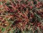 Preview: Cotoneaster dammeri Coral Beauty mit herbstlichen Fruchtschmuck
