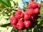 Preview: Straucheberesche Saule - süße rote Früchte