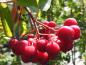 Preview: Rote Beeren der Straucheberesche Saule