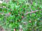 Preview: Kleine grasgrüne Blätter zeichen die Fächerzwergmispel aus.