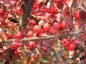 Preview: Die roten Beeren von Cotoneaster horizontalis