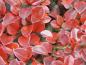 Preview: Cotoneaster horizontalis im roten Herbstlaub