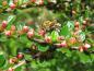 Preview: Cotoneaster horizontalis - auch bei Bienen beliebt