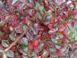 Preview: Cotoneaster horizontalis im roten Herbstlaub