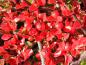 Preview: Cotoneaster horizontalis - rote Beeren und Herbstlaub