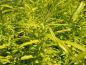 Preview: Laub von Salix udensis Golden Sunshine