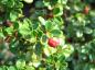 Preview: Teppichmispel Streibs Findling - kleine immergrüne Blätter und rote Früchte