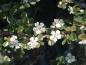 Preview: Cotoneaster microphyllus Streibs Findling - weiße Blüten