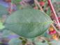Preview: Cotoneaster multiflorus - Nahaufnahme des Blattes